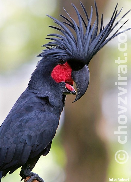 kakadu-palmovy.jpg