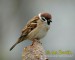tree-sparrow--vrabec-polni-1.jpg